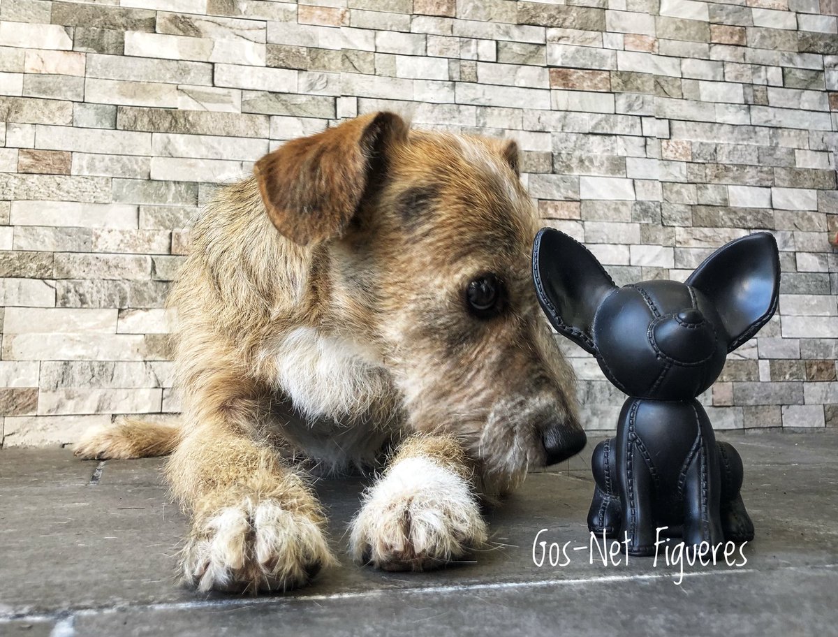 gosnetfigueres's tweet photo. Betty, preciosa #mestiza... junto a nuestra mascota #net, ahora ya se conocen.. también ha verificado los beneficios de Gos-Net, no puede sentirse más feliz♥️🐾✂️😍 #gosnetfigueres #belleza #mircat #equipazo #mascotas #diadelperro #partidopacma #spam #caninos #perros #figueres https://t.co/nS1fs0OtUm