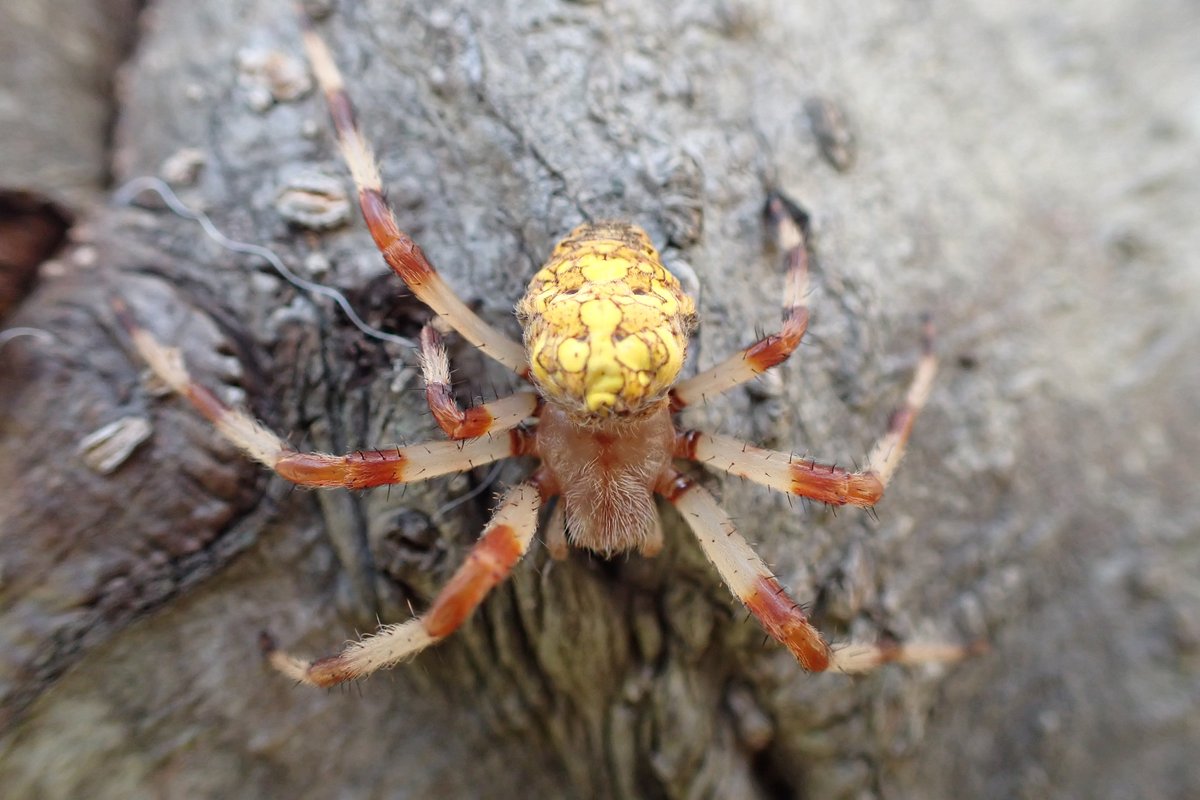松田まゆみ 散歩道のクモ ケヤマハンノキの幹に産卵後のキバナオニグモがまだ生き残っていた