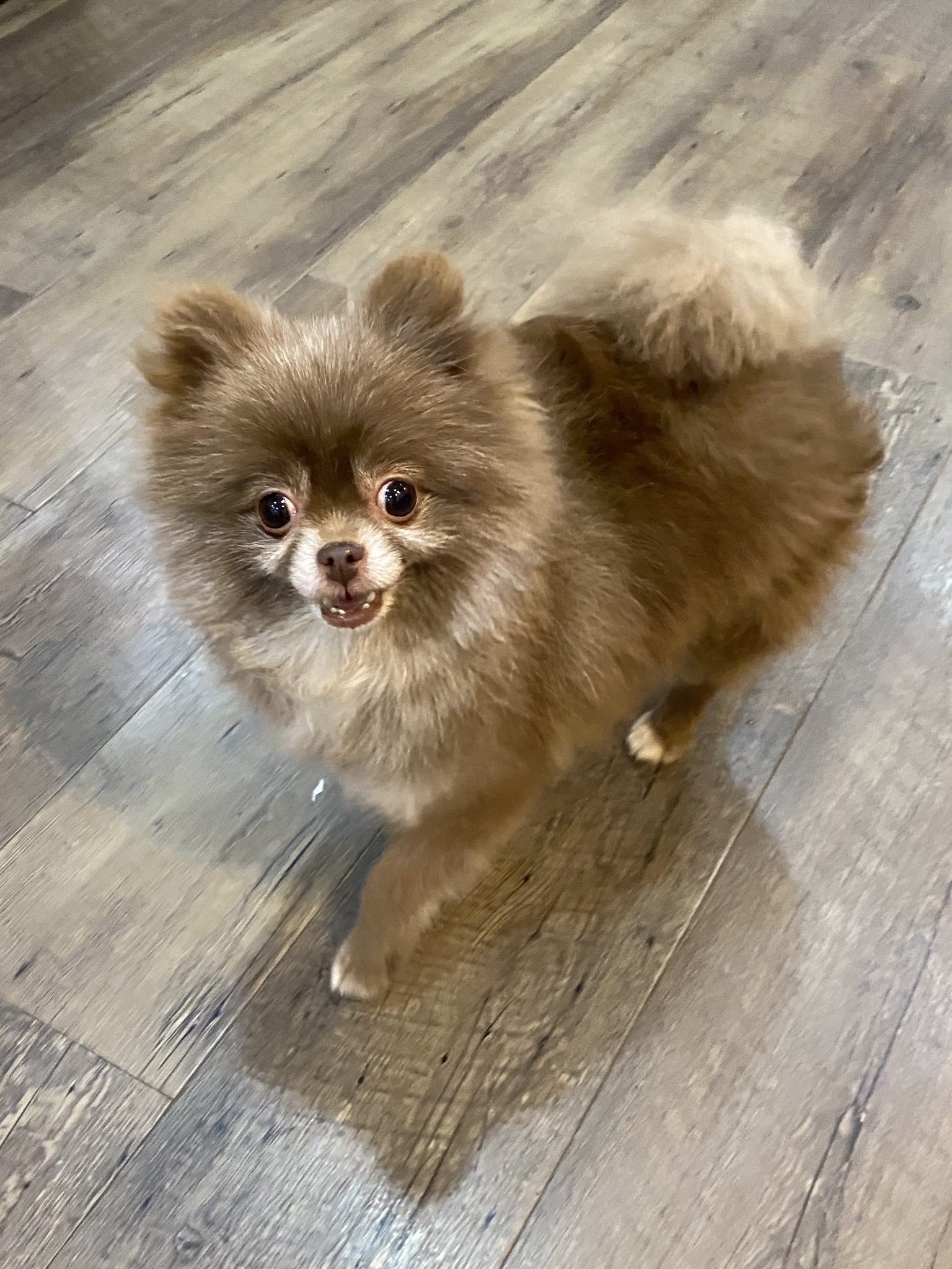 保護犬カフェ 鶴橋店 里親様募集中 ココポ ポメラニアン 女の子 4歳 タヌキさんみたいなココポさん にへにへ笑いながら 楽しく過ごしてくれます 里親募集中 保護犬カフェ鶴橋店 保護犬 犬 ポメラニアン 大阪 鶴橋 ドッグカフェ 保護犬を