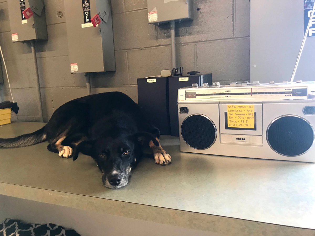 This is Luna. Luna visits Paws doggy daycare three times a week. The owners say she jumps up on the counter when she arrives to listen to me and @MorningEdition. When it’s done, she jumps down and plays. Luna is a very good girl. Be like Luna. https://t.co/7TmXE3iKnN