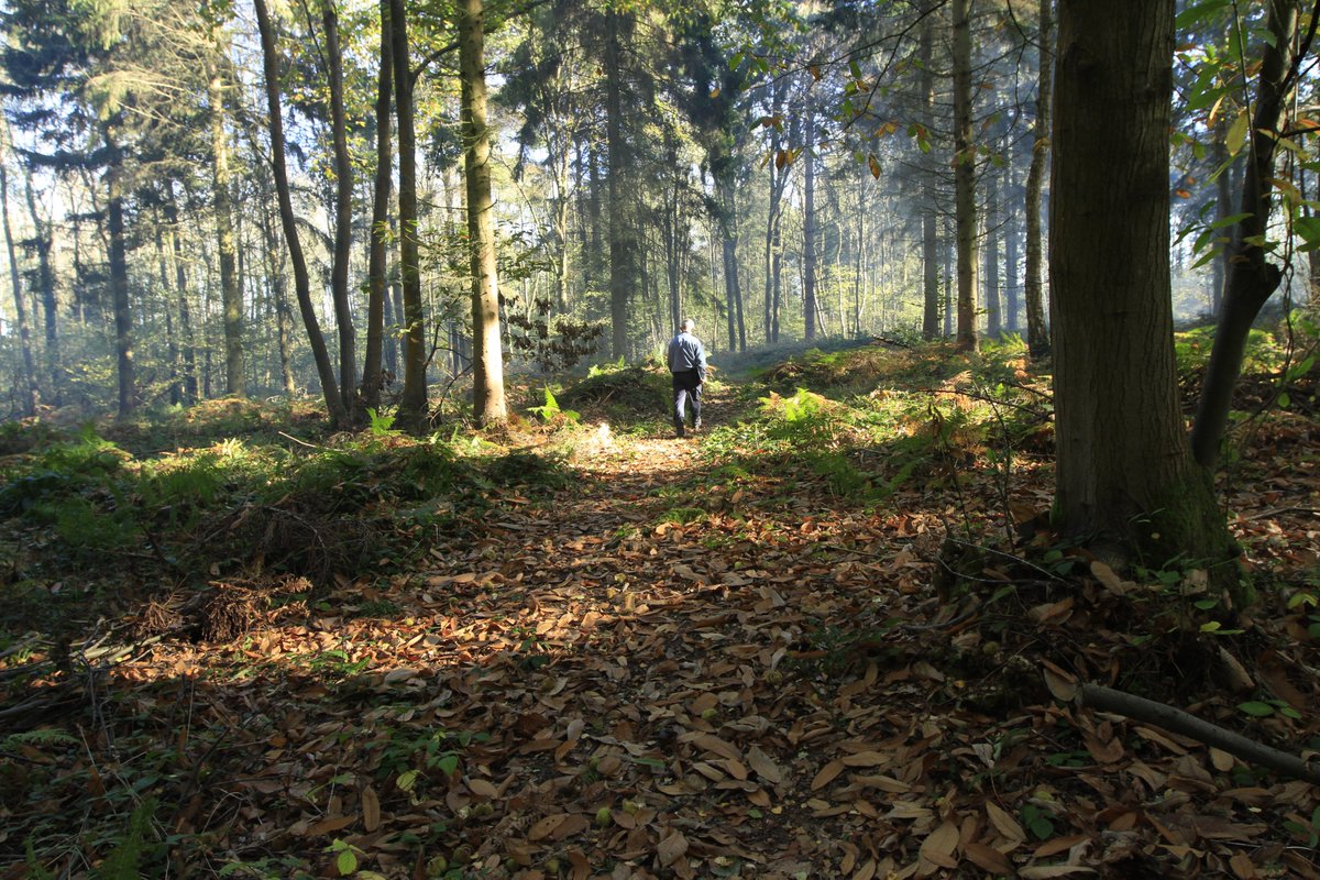 Leading the way in their commitment to plant health and biosecurity are the custodians of the nation’s forests: <a href="/ForestryEngland/">Forestry England</a> who are delighted to have been awarded their “Plant Healthy” certification by Grown in Britain. #GIBWeek2020 #beplanthealthy #GiB
