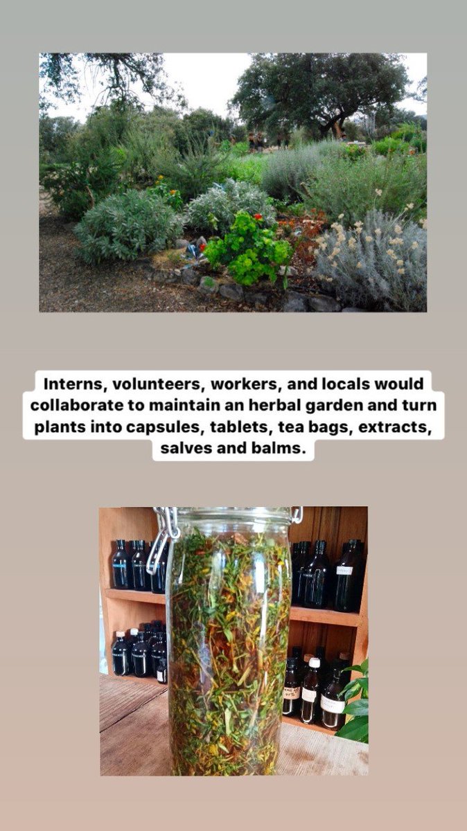 PBIOWriting's tweet photo. Natural medicine: the real deal or placebo? This summer Isa Arantes had the opportunity to work with wonderful natural healers in Manaus, Brazil. Check out the photos for more info! #plantbiologyinternship #PBIOWriting https://t.co/EmTwe9PPoc