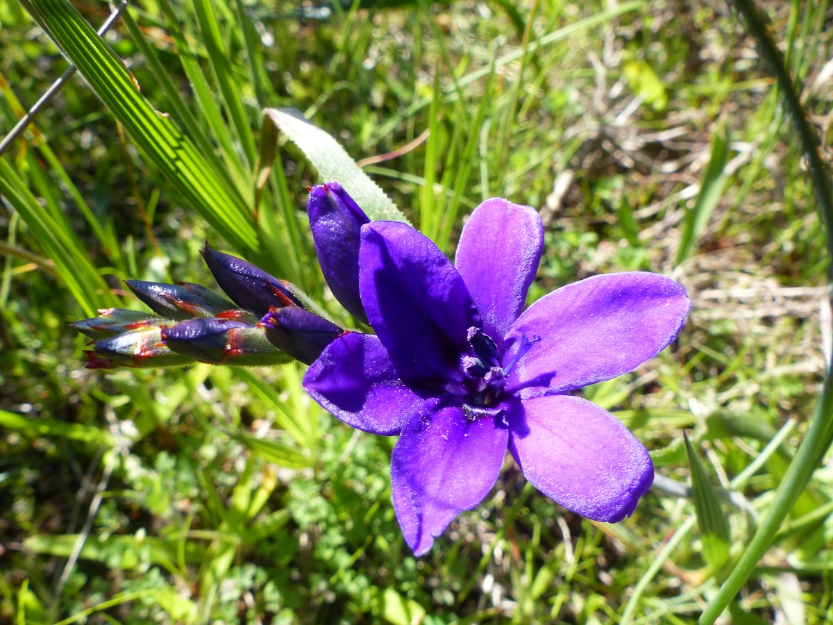 BotSocSA's tweet photo. This week's #SpringFlowerWatch takes a closer look at Harmony Flats Nature Reserve, one of Cape Town's biodiversity gems. Read more: https://t.co/QUdAGlC0ZW #BotSocSA #CapeFlats #CapeTown https://t.co/bgF4YcuhY8