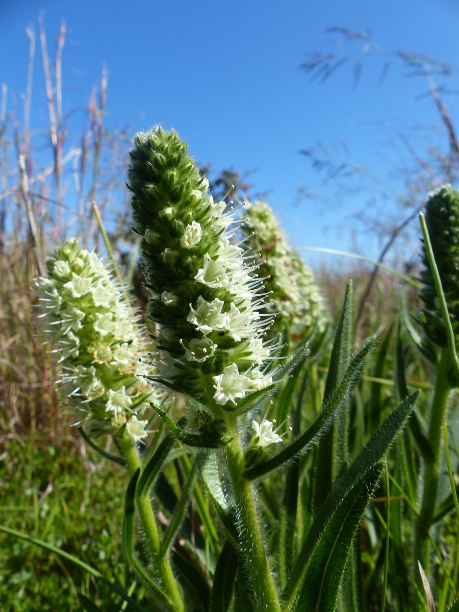 BotSocSA's tweet photo. This week's #SpringFlowerWatch takes a closer look at Harmony Flats Nature Reserve, one of Cape Town's biodiversity gems. Read more: https://t.co/QUdAGlC0ZW #BotSocSA #CapeFlats #CapeTown https://t.co/bgF4YcuhY8
