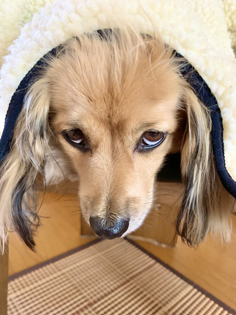 ペキックスのあずちん 怒られてる時のアズwww 犬 ペット ミニチュアダックス ペキニーズ ペキックス ミックス犬