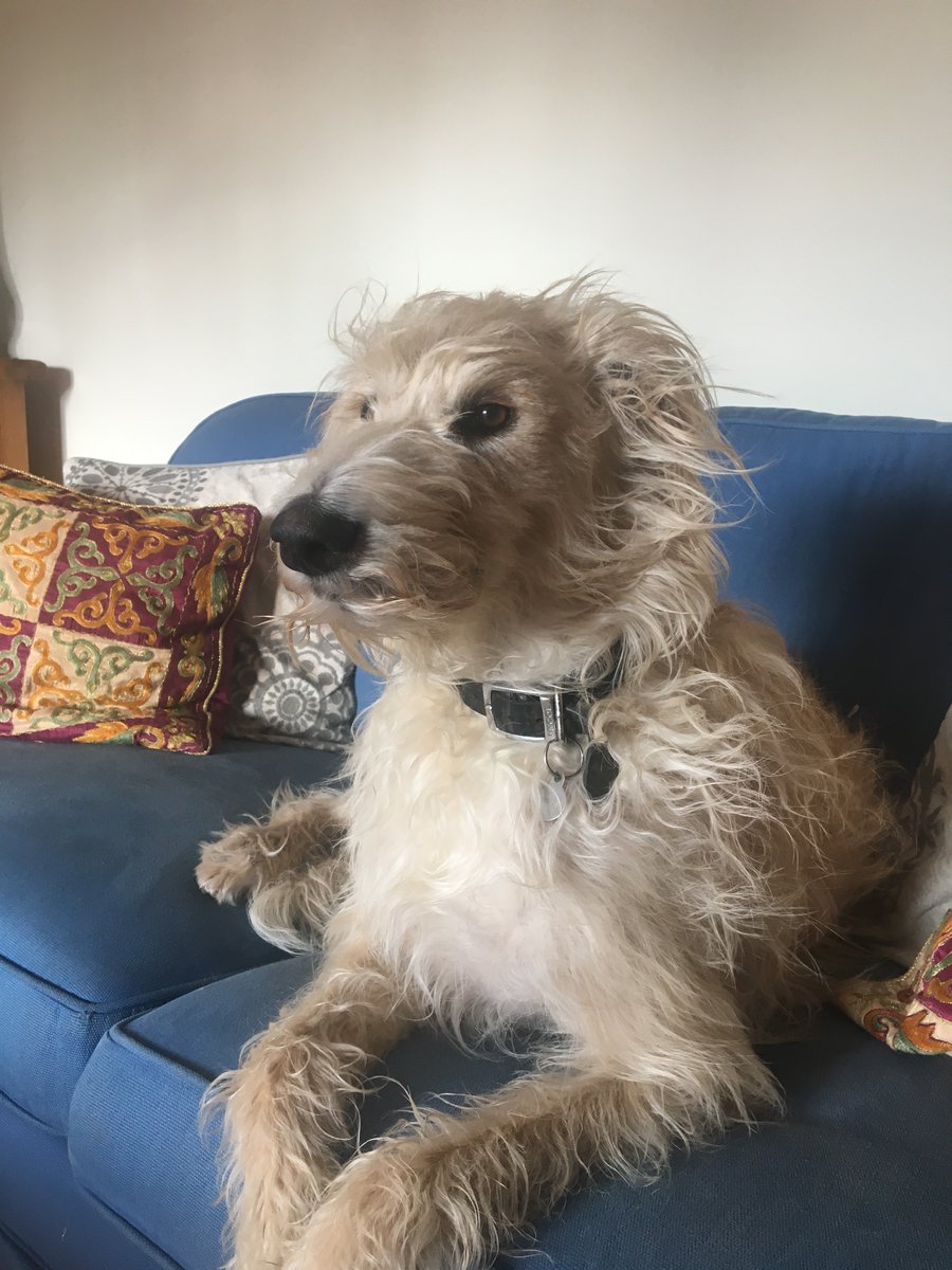 The just woke up look. #unflatteringdogphotochallenge