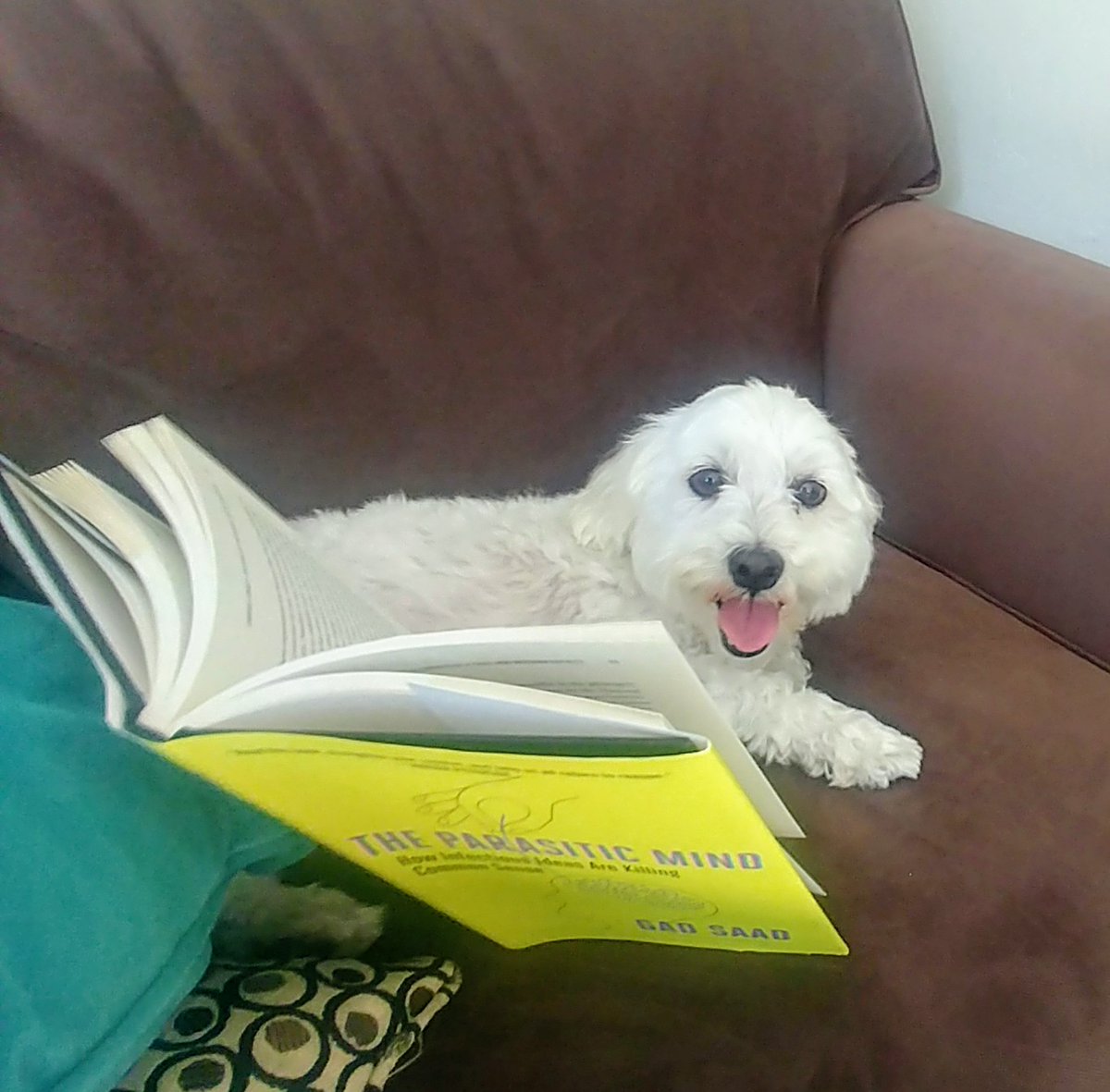 TravelForAlways's tweet photo. @GadSaad my dog Sunny and I love your book!! Thank you for being such a great voice to fight the sea of lunacy we're dealing with right now https://t.co/gacLloTiX5