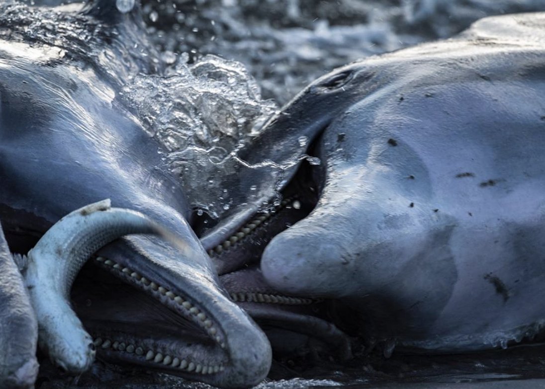 Follow #lowcountrymarinemammals for supporting strand feeding areas as in particular this behavior shows the importance of the link of these #species with their habitat and the importance to protect their #habitat to allow them to keep doing this #behavior.

Photo <a href="/RegiDomingo/">Regi Domingo</a>