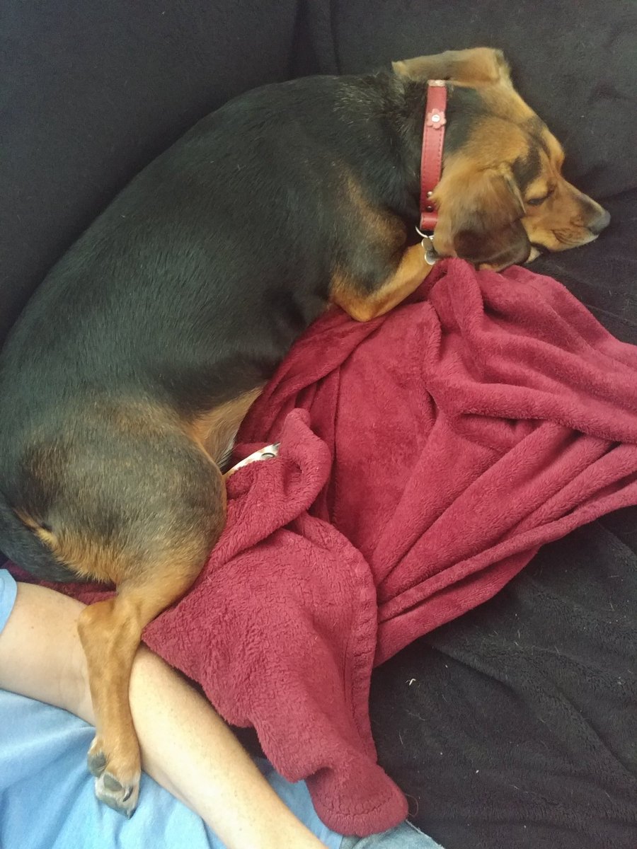 ThoughtsBeagle's tweet photo. @NellitheB #beagle
#BeagleFacts
Nice "Chicken Leg" ๐
#OneLegOut is extra comfy. https://t.co/h5Sh6dFlMA