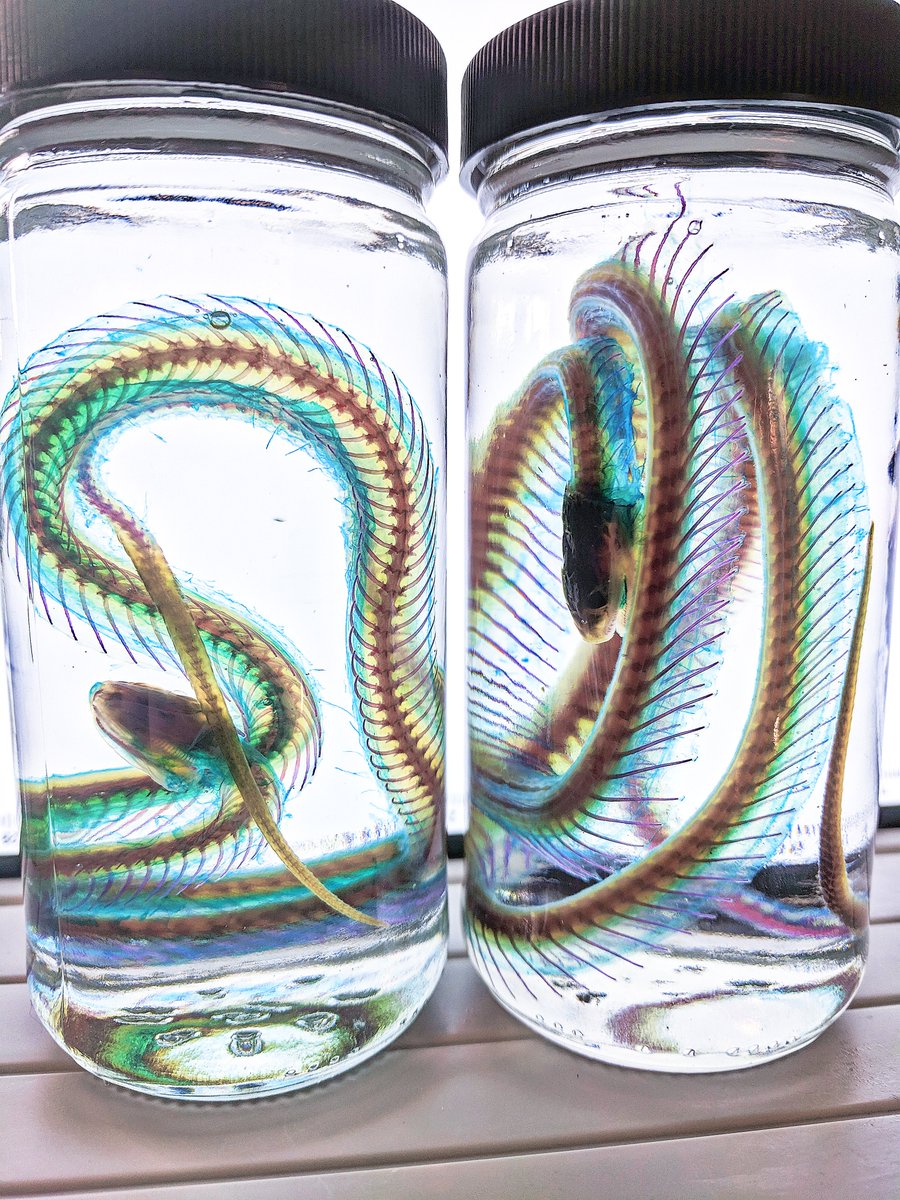 AphelionNecro's tweet photo. Diaphonized garter snakes https://t.co/bggzUvrDps