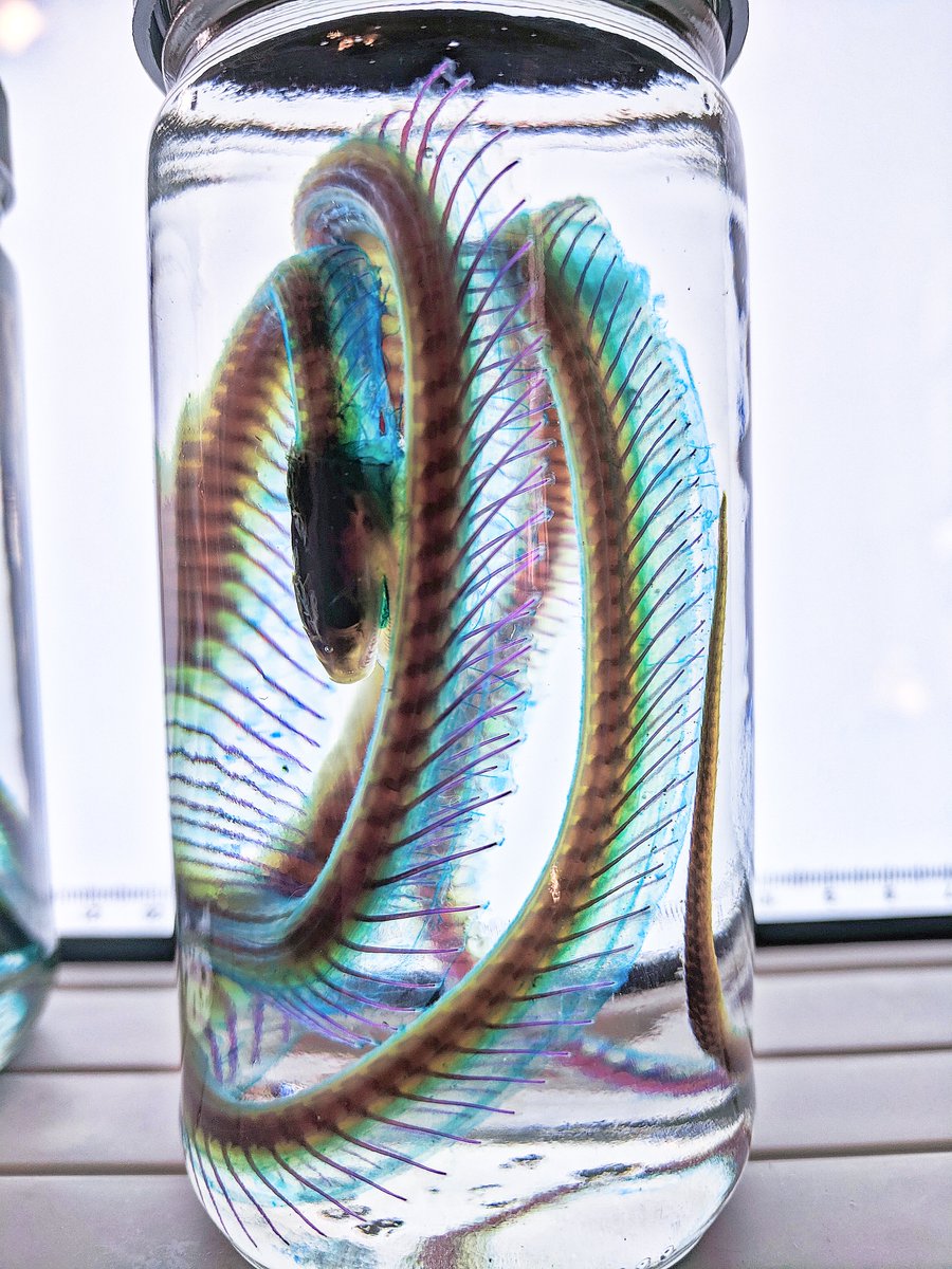 AphelionNecro's tweet photo. Diaphonized garter snakes https://t.co/bggzUvrDps