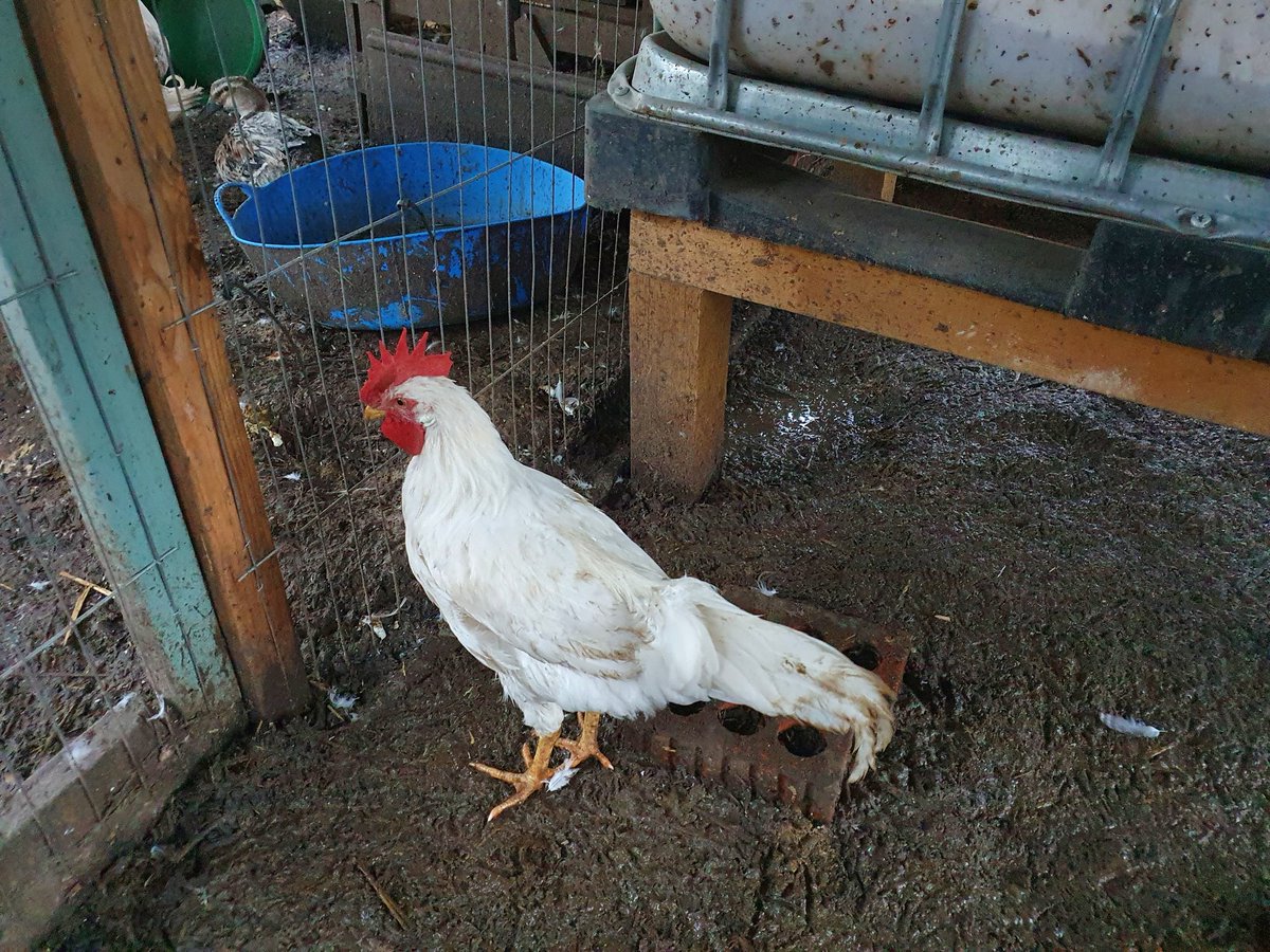 Huntingdon Fresh Start for Hens tweet media