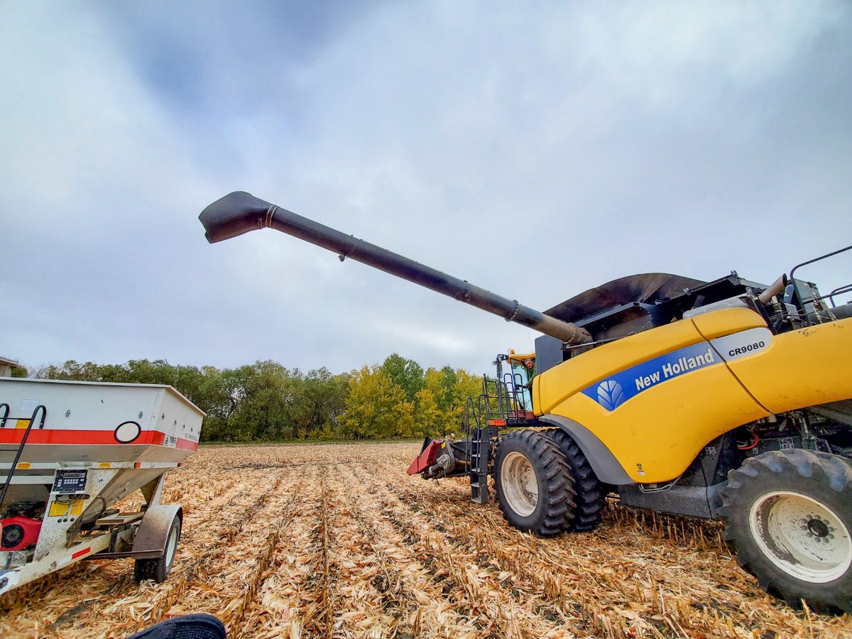 SunflowerFarmin's tweet photo. Beautiful Day for harvesting a @PioneerSeeds Corn Plot 🌽 

We appreciate our growers!! Thank you! https://t.co/3xcuqGOxhR
