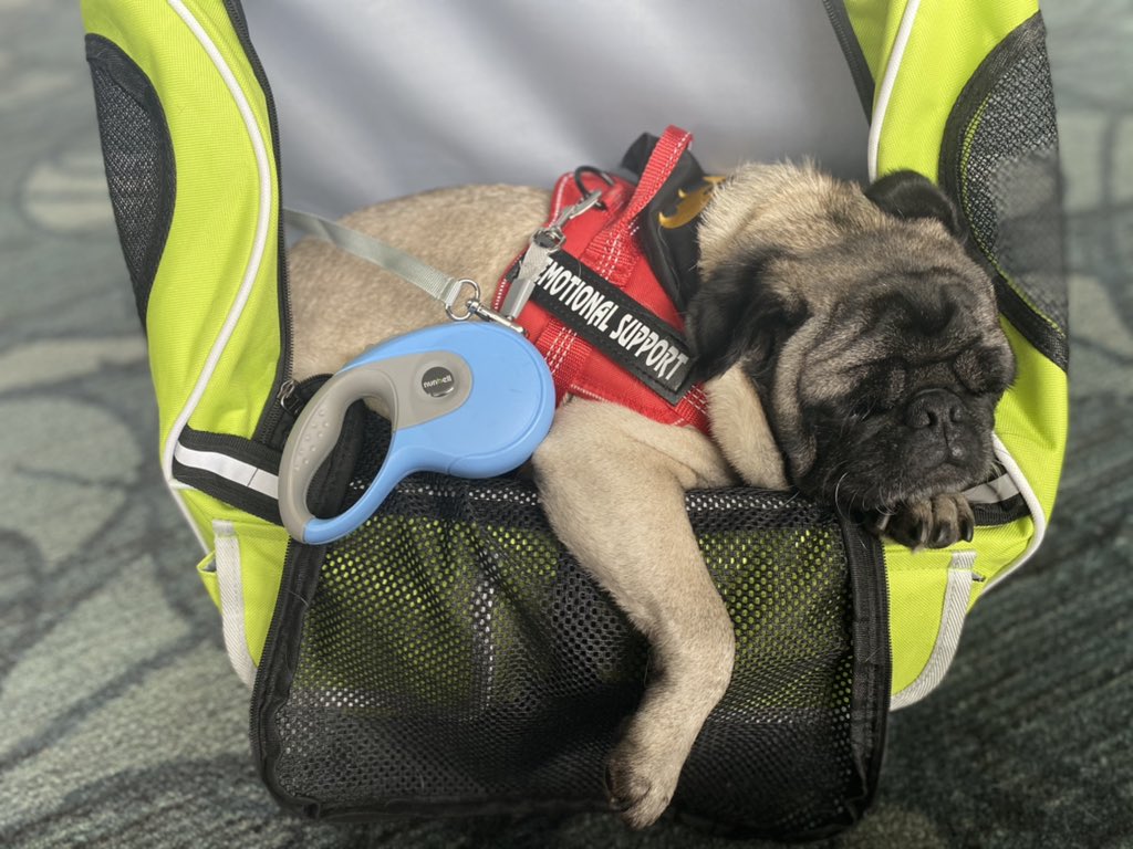 mlclmali's tweet image. Ay! alguien está muy relajado en su primer viaje 😍🐶