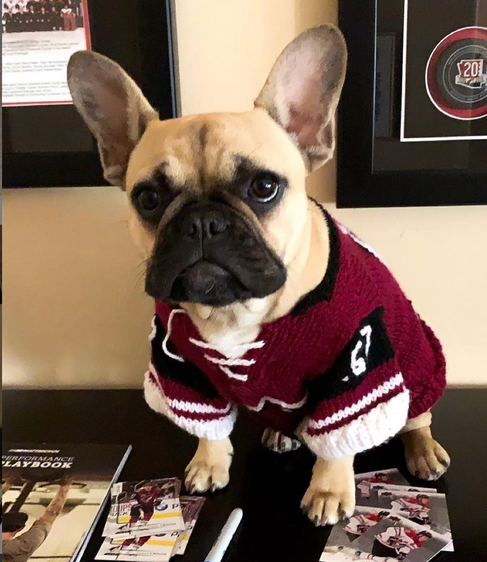 We'd wish Butter Pig Crouse and the Crouse family a Happy #NationalPugDay, but he's...

🗣️ NOT. A. PUG.