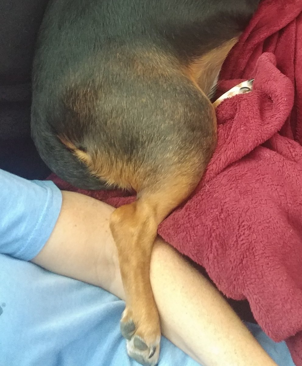 ThoughtsBeagle's tweet photo. Beagle Pro Tip:
*Always advance your position*
Whenever possible, I blend the #OneLegOut maneuver with the #HumanHook.
It takes a little practice, but it's handy when it's close to meal time (so pretty much always).
@beaglefacts
#Beagles
#dogsoftwitter https://t.co/anKDOpsEuZ