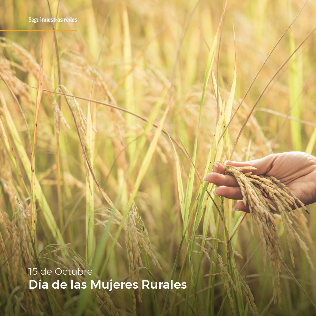 dypagro's tweet photo. 15 de Octubre: Día de la Mujeres Rurales

Desde D&amp;P Agro queremos destacar y reconocer el enorme trabajo, esfuerzo y contribución que llevan a cabo día a día https://t.co/aWFJlC5NWn