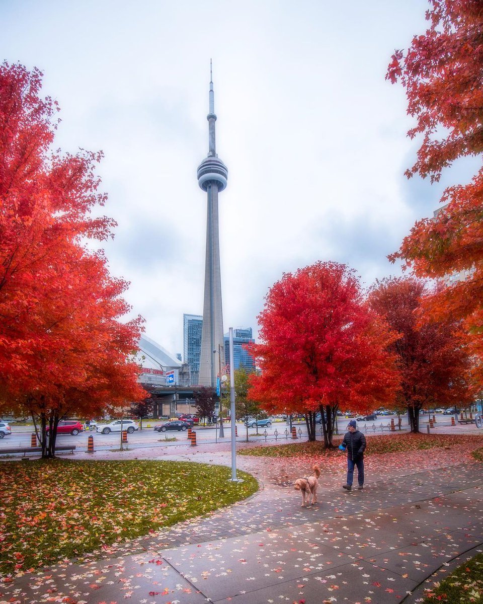 stayhomesearch's tweet image. We don't even mind rainy days in Toronto when they come with views like this 🌧🍂
📸 @vsnapshot

.
.
.
#SeeTorontoNow #FallTO