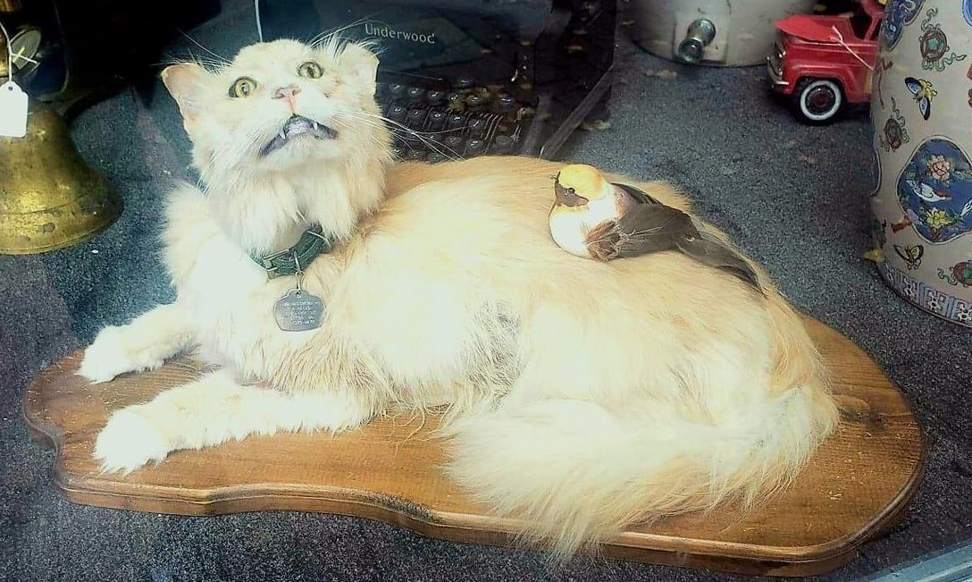 trumerz's tweet photo. Dad sent me this text after @EgyptMcr’s @TheEES #EES50Objects lecture yesterday which featured a stela with a Buchis Bull (possibly not this one)
He is funny 😂😂
#BuchisCat #BudgieHorus https://t.co/IlpuYNnsf9