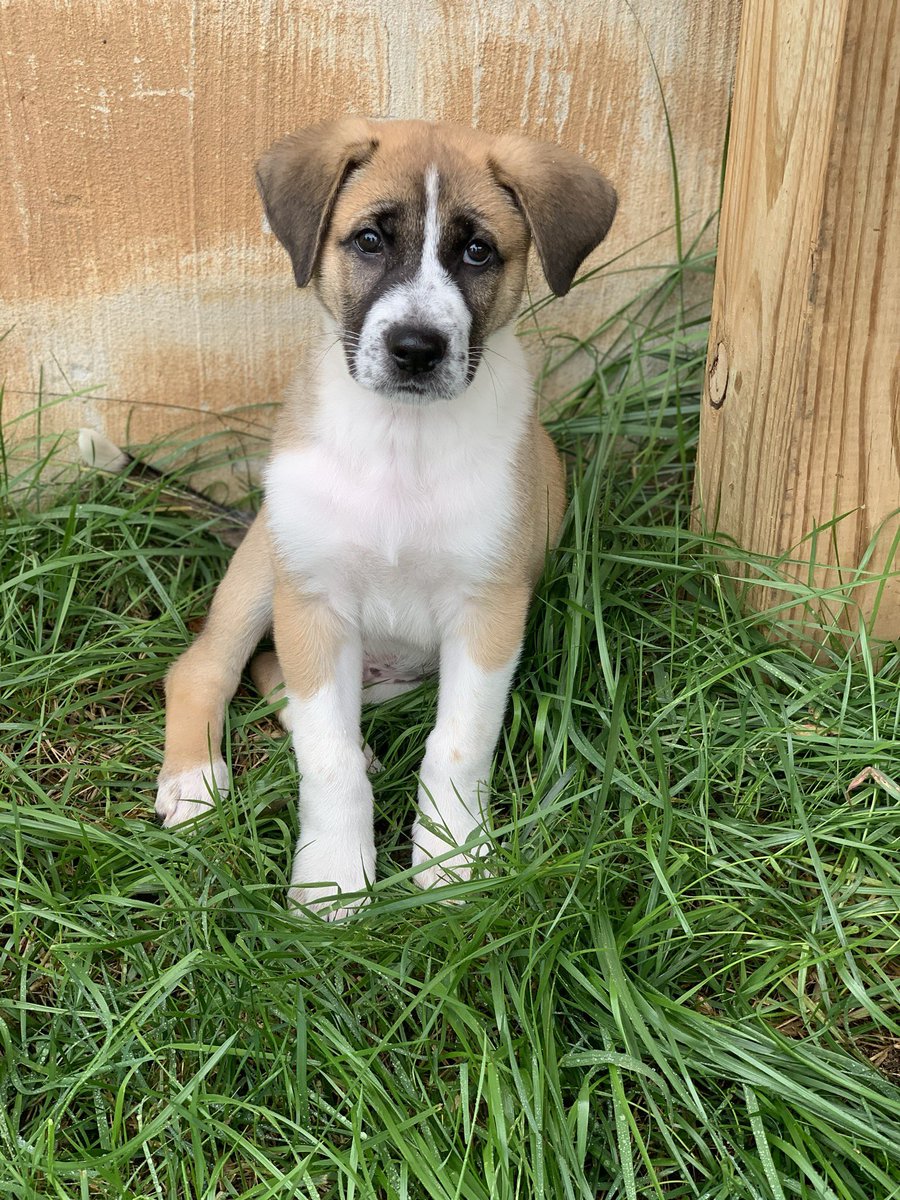 NellielCrigger's tweet photo. Winston💙 https://t.co/SCR4lshmuN
