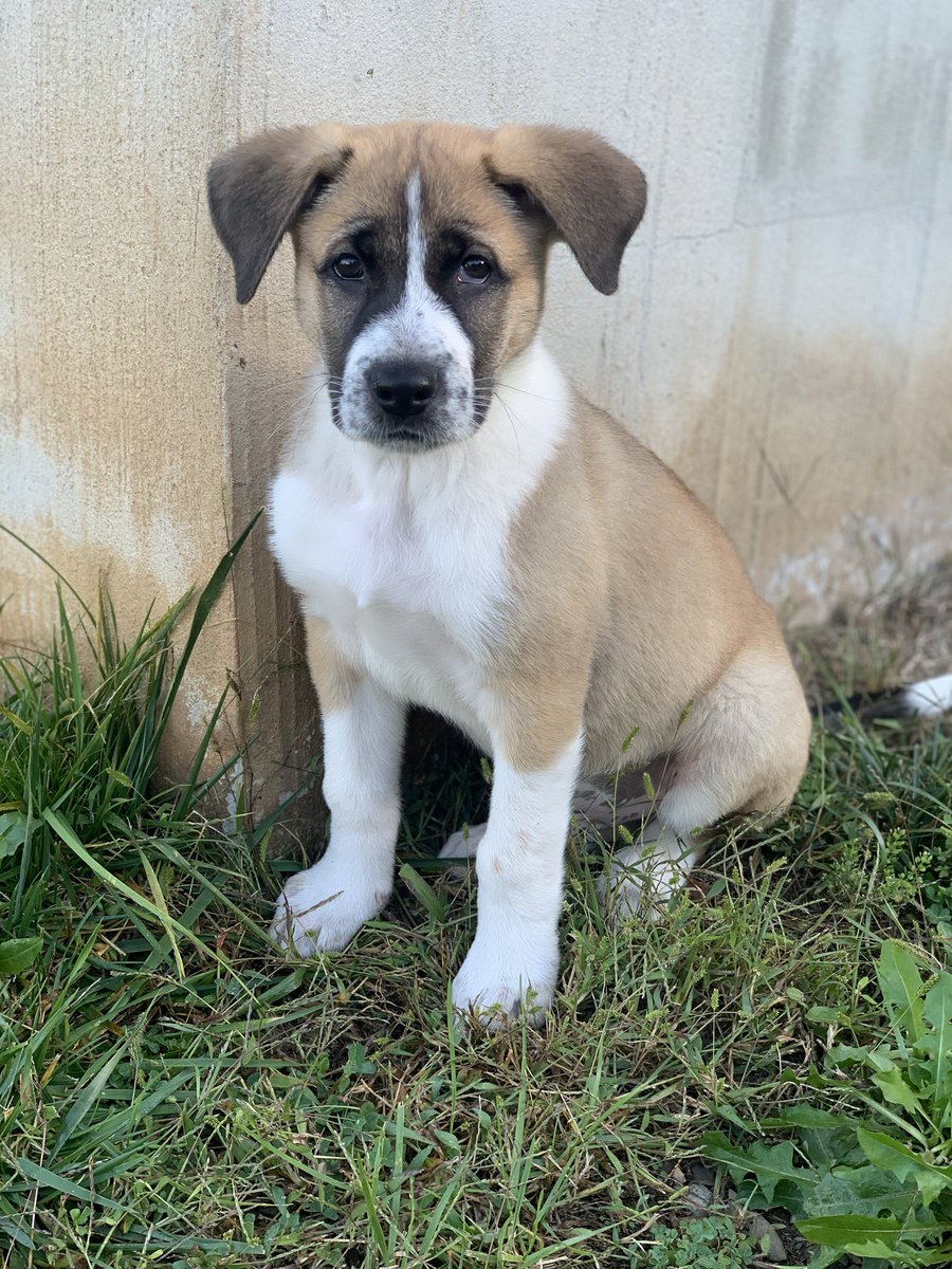 NellielCrigger's tweet photo. Winston💙 https://t.co/SCR4lshmuN