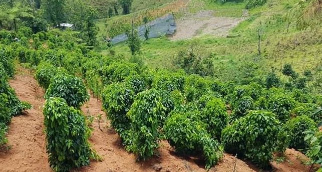 Anuncian incentivo para agricultores de Adjuntas. - ow.ly/DiF750BTF4G