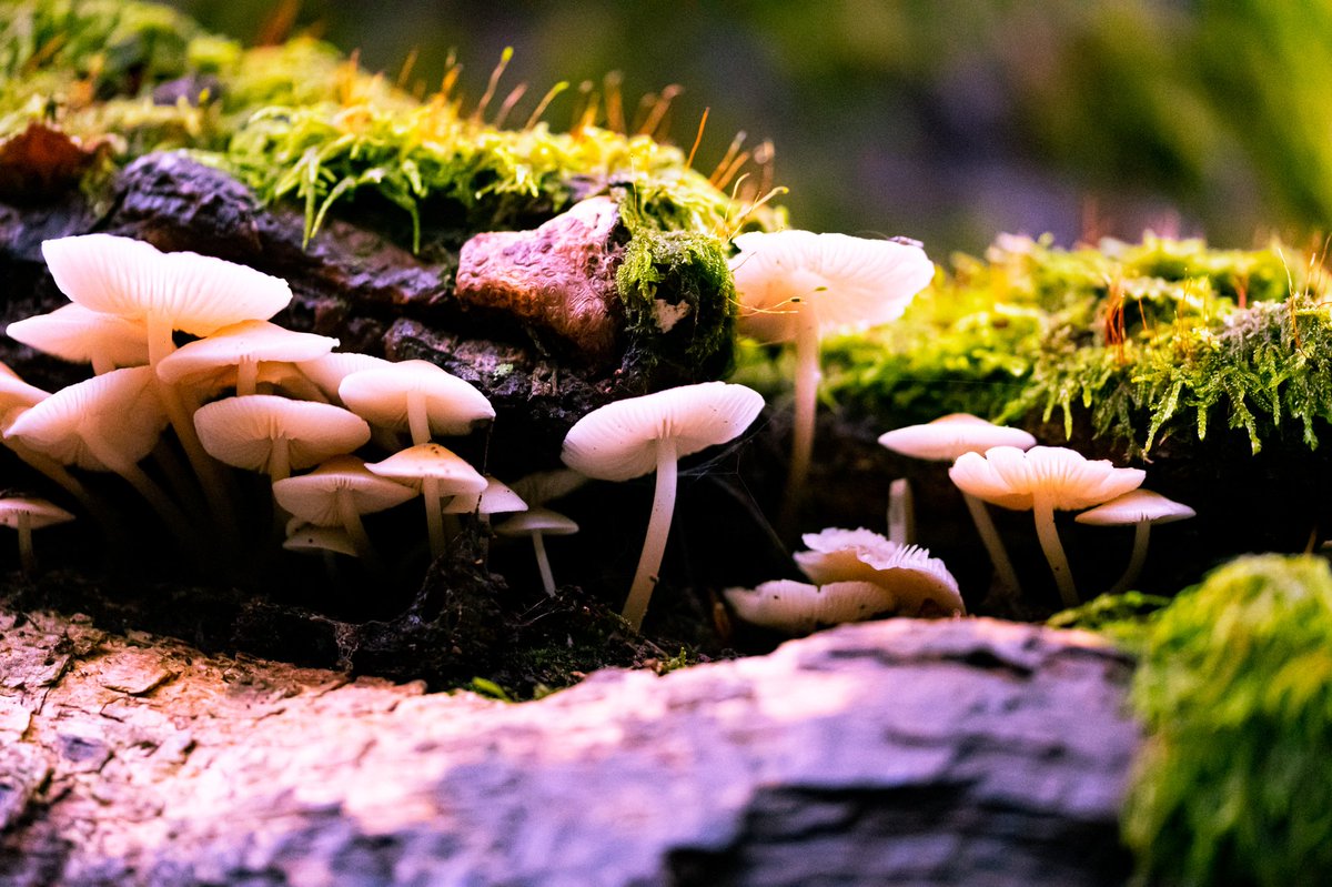 #mushrooms #fungi #fungiphotography #fungusphotography #fungus #autumn #autumphotography