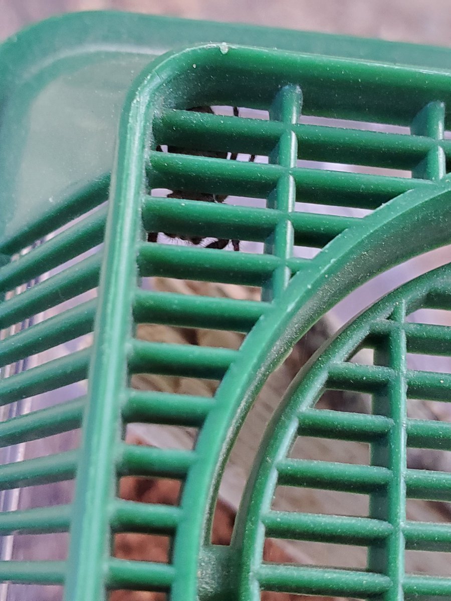 MxMarsCapone's tweet photo. Okay, so I'm sure I'll get a photo of her topside later, but this is our new phid, Lucrezia!
She's the size of like... my thumb nail.
LOOKIT THOSE FUZZY LIL PEDIPALPS, THOUGH. 💙🥰😭🥰💙
#Spider #Jumper #Phid #Phids #Pedipalps #Lucrezia #JumpingSpider #Spiders #TooCute https://t.co/3frcLwZXhF