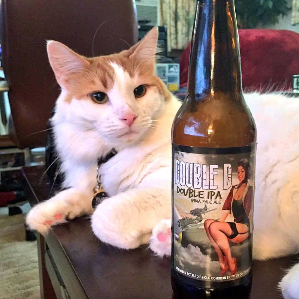JimmRet's tweet photo. #ThrowbackThursday 2017
#RustyNotDusty the #beercat may be "fixed" but he still admires a good Double D (Double IPA) from @FoDoBrewing
#gato #貓 #kitty #猫 #bier #cat #instacat #CatsOfTwiiter #neko #catstagram #craftbeer #beer #tabby #cute #cerveza #bier https://t.co/d0VA54Stkj