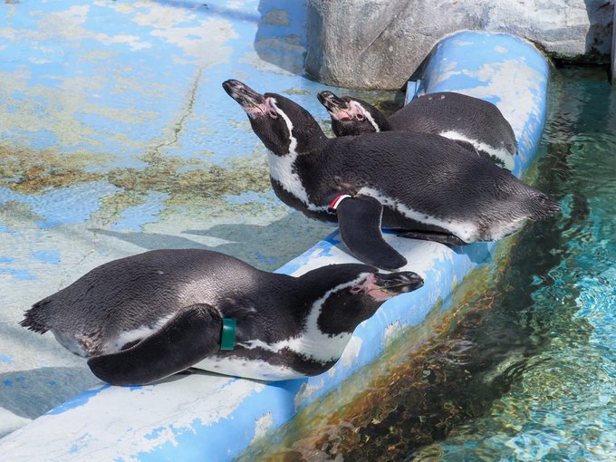 フンボルトペンギンのtwitterイラスト検索結果 古い順