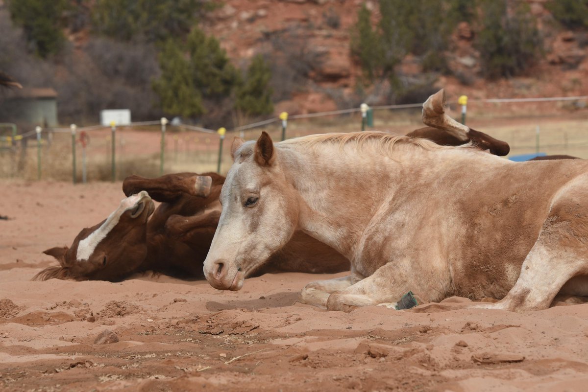 After being found wandering the streets of Las Vegas with clear indications that she had been abused, Cassia made her way to the Sanctuary. Although she had extreme fear issues at first, she now loves to run &amp; play. #Adopt her today: bit.ly/377yyui #SaveThemAll ^kw