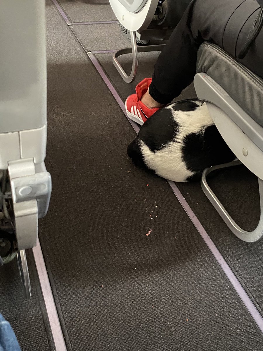 Manuel Rueda On Twitter Emotional Support Animal Struggling To Squeeze Into Avianca Flight To Cali Colombia No Problems With Doggies On The Plane But Perhaps Airlines Should Sell Seats For Animals