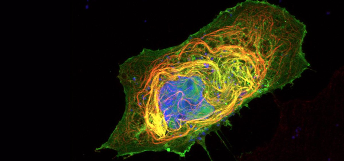 scisignal's tweet photo. Exploring the diversity of the RASSF family of proteins, the Smith Lab discovered that different members control distinct Hippo and p53 responses downstream of #RASproteins, which are frequently hyperactive in #cancer. @IRIC_umontreal https://t.co/7uRPxfwBFx https://t.co/HOTpjyXJZi