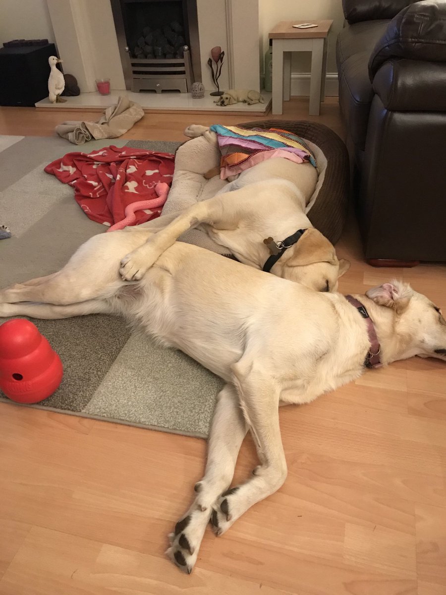 Summer and Ellison waiting patiently to hear all about the book #oliveandmabel ⁦<a href="/MrAndrewCotter/">Andrew Cotter</a>⁩ #guidedogpuppy #puppywalkers #labradorretriever