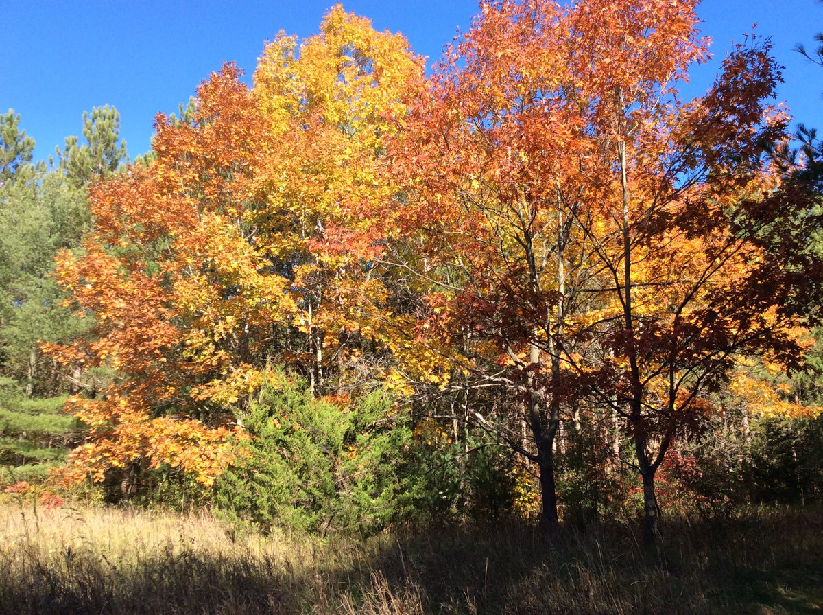 LoomisCentre's tweet photo. Such a beautiful time of year! #somanycolours https://t.co/PaJiCQC1fQ