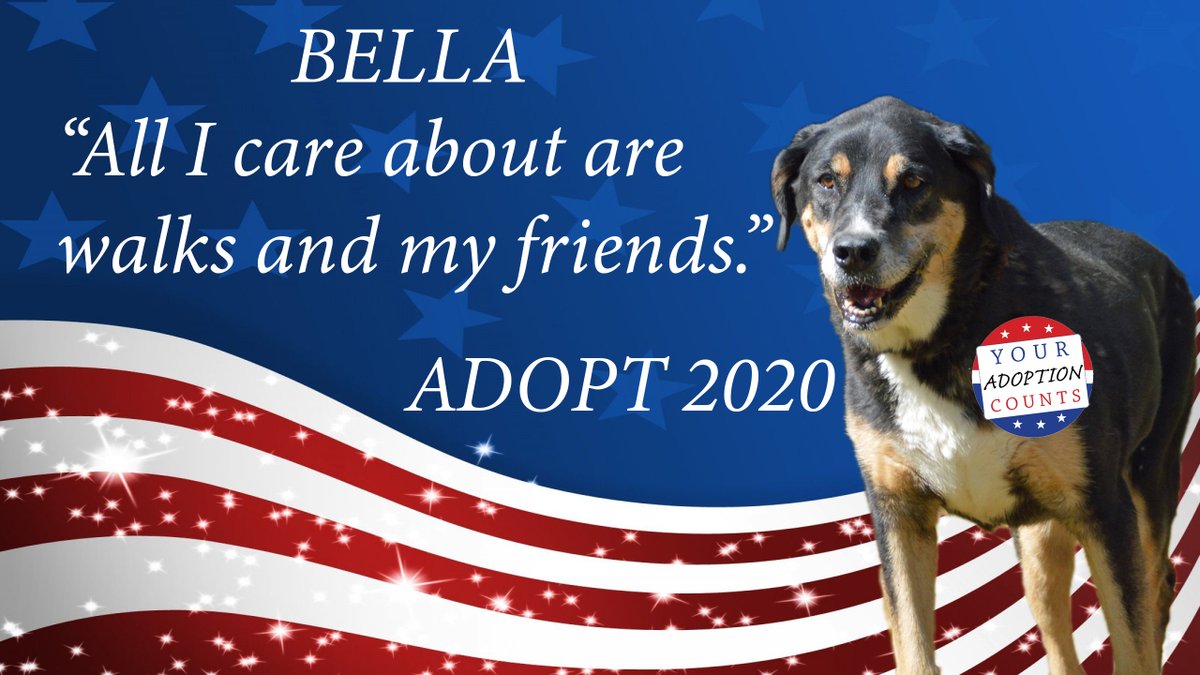 petsalive's tweet photo. Bella has the right idea with her slogan! What makes you happy?

Email adoptions@petsalive.org for more info on Bella! #ADOPT2020 https://t.co/rW08r4KHzS