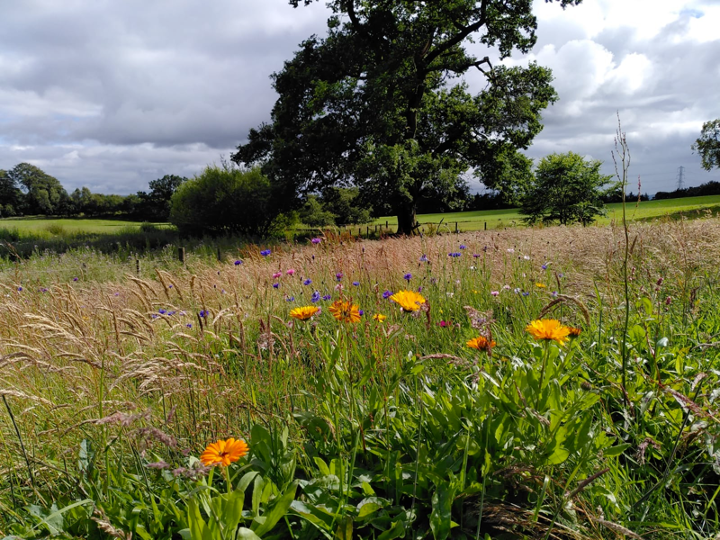 Cochno Community Garden is on Twitter - please follow us and make it lively. We love plants and flowers and bees and fruit and bbq and beer and bonfires, to name a few.  @IBAHCM <a href="/UofGMVLS/">UofG MVLS</a> @Cochno_farm_UoG