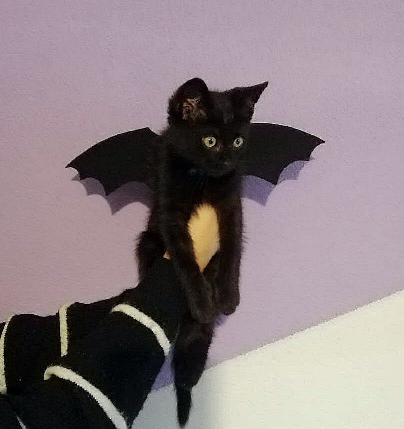 universefavgrl's tweet photo. patrzcie, jaki kostium zrobiłam dla Coco na halloween 🦇 https://t.co/sI3IYbk8f4