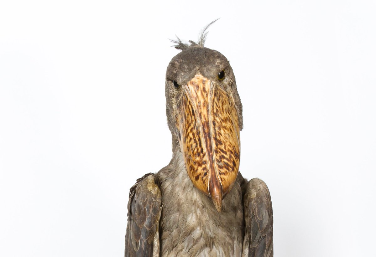 ZoologyMuseum's tweet photo. No prizes for guessing which specimen features at the start of the 1902-1914 register.... #MuseumPassion #ThatSTARE #Shoebill #SassiestObject https://t.co/fphC8NSAKI