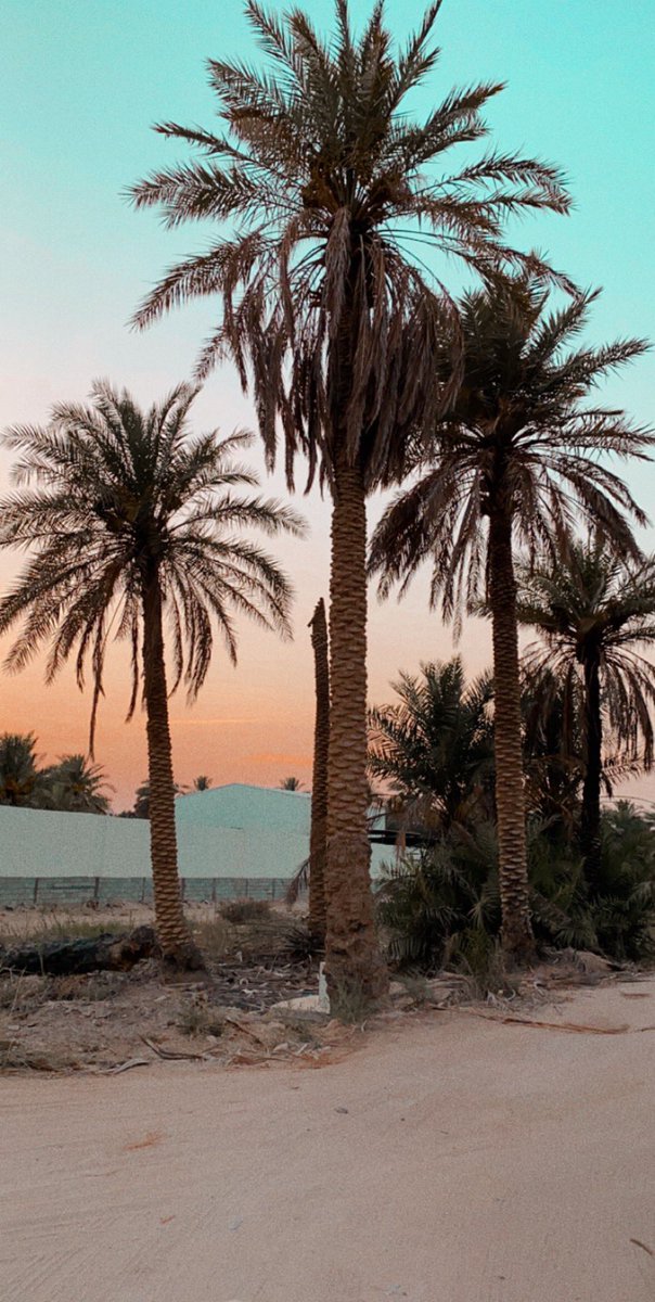 Emakeem's tweet photo. وانك لاتستطيع ان تَهمِلًا
خُضرةَ الأرضِ او شهوق جِبالها
تمشي بها هوناً وتترنمُ
بين ساحات النخلِ وفن سَعفَها
ايا احساءُ امعني بنفسكِ 
حنونة المعشرِ بصفاءِ اهلها 
تبسطين الحصير
تُكرمين الفقير
يشعر المسافر إليك�� بسعَةٍ
وكأنه من اهل بيتك 
او نبت سعفٍ في نخلها . . #سعفك_نهج_تاريخ https://t.co/saIDS39RuA