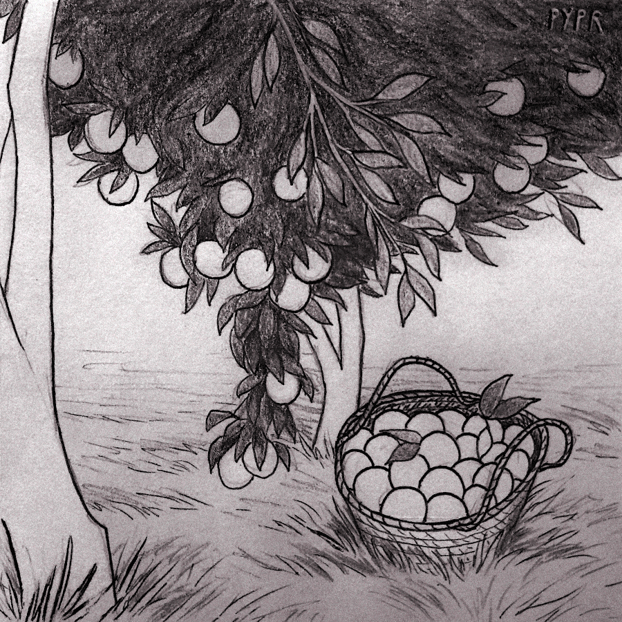 pyprart's tweet photo. Day 15th of @zoekellerdraws' Wild October challenge, "In my backyard". Orange trees because a girl can dream. Inspired by a photo i dug out from my disc, sadly I couldn't find the original author.

#wildoctober #wildoctoberart #inktober #inkdrawing #inkart https://t.co/ukgqSrGIH0