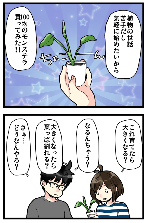 5年前から世話を始めたモンステラが暴れ馬になりました。
放任主義すぎたかな…!?
もう少し落ち着いた子にしたい…?? 