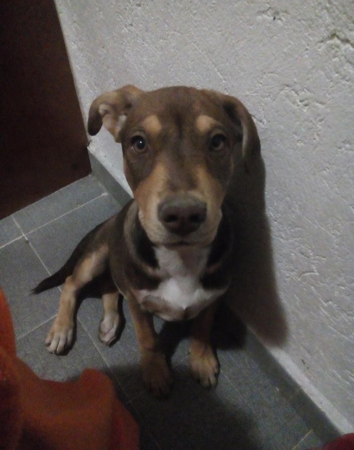Ella es lana la encontré en la calle y la adopte sin importar nada, hace dos semanas se perdió e hice lo imposible por encontrarla, apareció y la felicidad regreso! Hoy me mata saber que hay gente que daña a los animales cuando lo único que quieren es amarte. Justicia para bruno