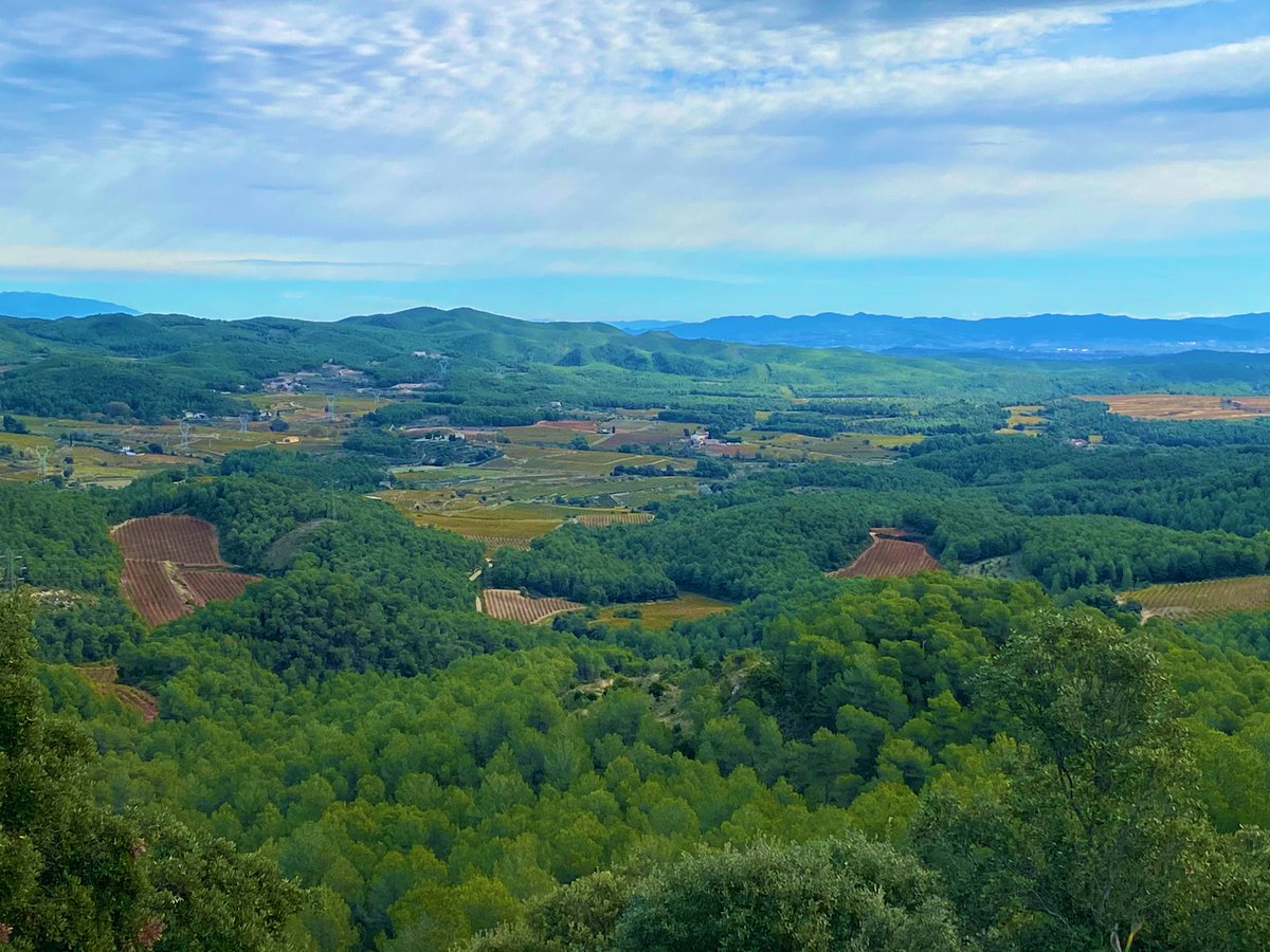 Varietal500's tweet photo. La plana del Pla de Manlleu des de Selma. Paisatges que enamoren. Vinyes d’altura a la tardor. #natura #ecologic #vi #vivalavida @dopenedes https://t.co/Sa4JAzkvKt