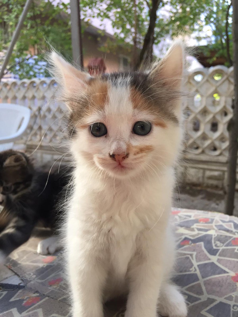 Komşumuzun bahçe bebetoları😻🧿