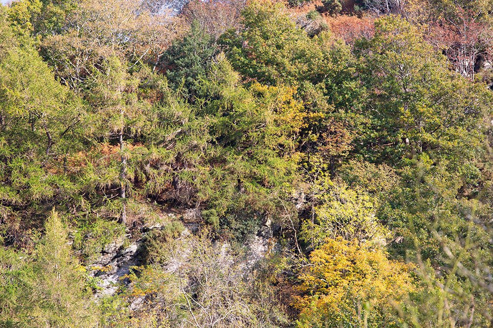 TheGlynGate's tweet photo. Autumn colours in the #CeiriogValley. No reminders needed on the value of #natureconnectedness to our #health &amp; #wellbeing A green, red, and yellow recovery perhaps? @findingnature @AONBFamily @NAAONB #Landscapes https://t.co/YAY8yVfD8O
