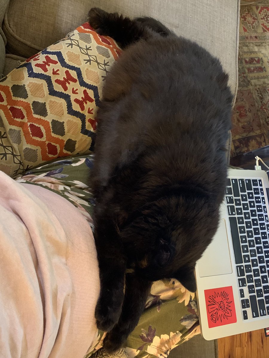 kathleen_beeson's tweet photo. #PetsinSTEM
1) name: Reuben (aka ReubiΓ±o, Reubenstein, Ruby Tuesdayβs, Bub, BubiΓ±o, Bubbins, Bubby...)
2) fav qualities: greets when you come home π§‘, insatiable appetite for food & snuggles, naps
3) pics!
4) science pals with pets: @geetavita @PoshMarcs @yessicasantana_ https://t.co/dwdIBlZlrI