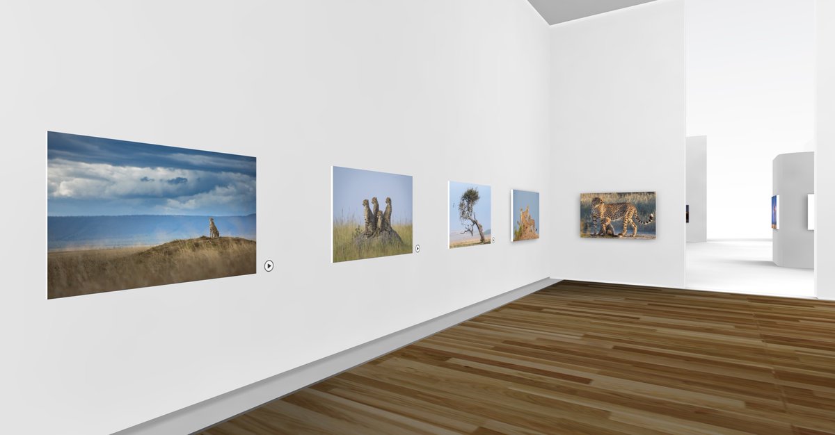 Tristan1986's tweet photo. With only 7100 cheetahs left, proud to reveal my image in the #RememberingCheetahs exhibition which goes live today https://t.co/zTTitXJahh. For 12 days, all images are for sale or auction to raise funds for cheetah conservation. Buy a print or book &amp; help us to help them! https://t.co/Cxxs2iorqR