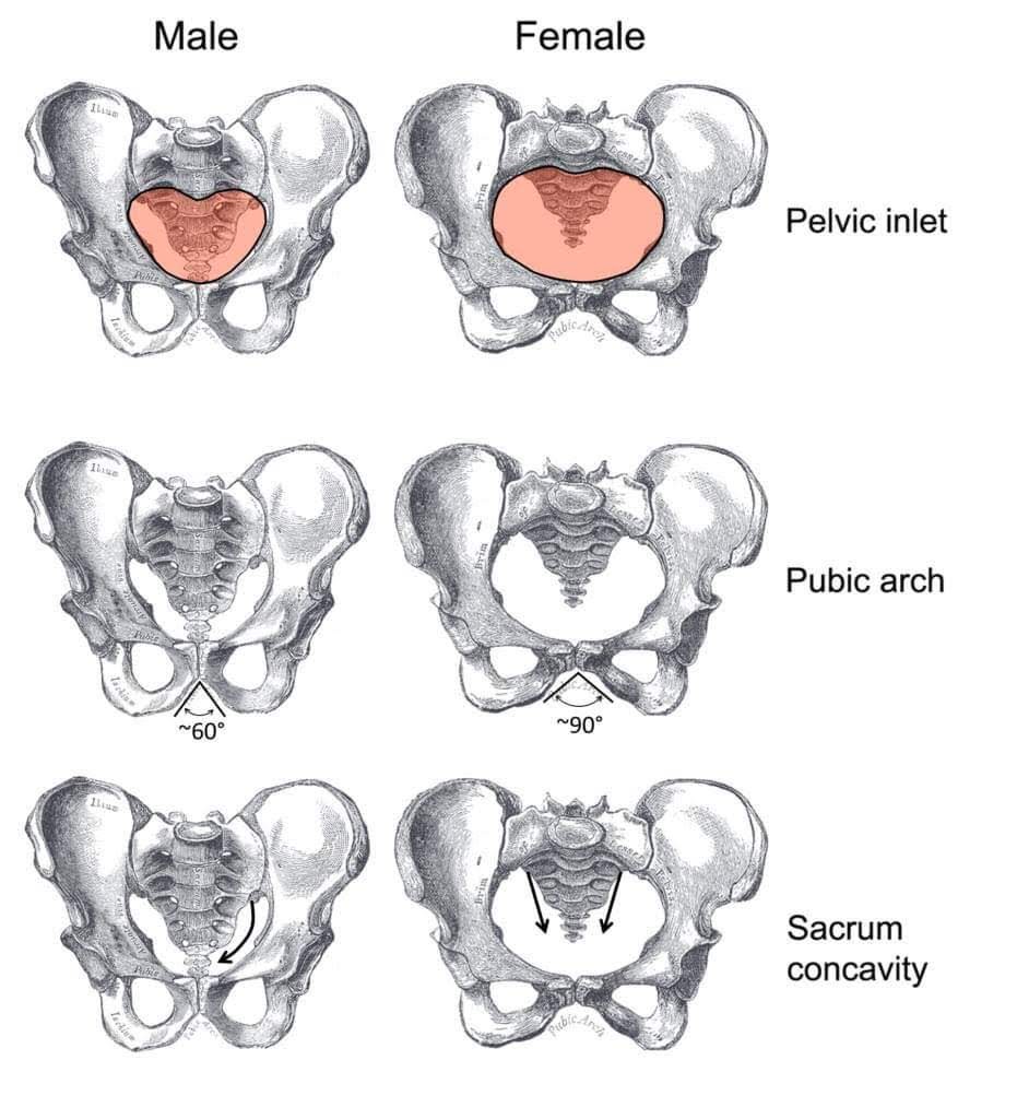 CondorFem's tweet photo. El cuerpo humano es transfóbico.
La raza humana es transfóbica.
La biología es transfóbica.
La pelvis es transfóbica.
Todos los libros de anatomía son transfóbicos ...
¿Seguimos con la ridiculez o ya se entendió? 
#RespetenalasMujeres
#SermujernoesunDeseo
#RealidadMaterial https://t.co/MZUi1ECBN3
