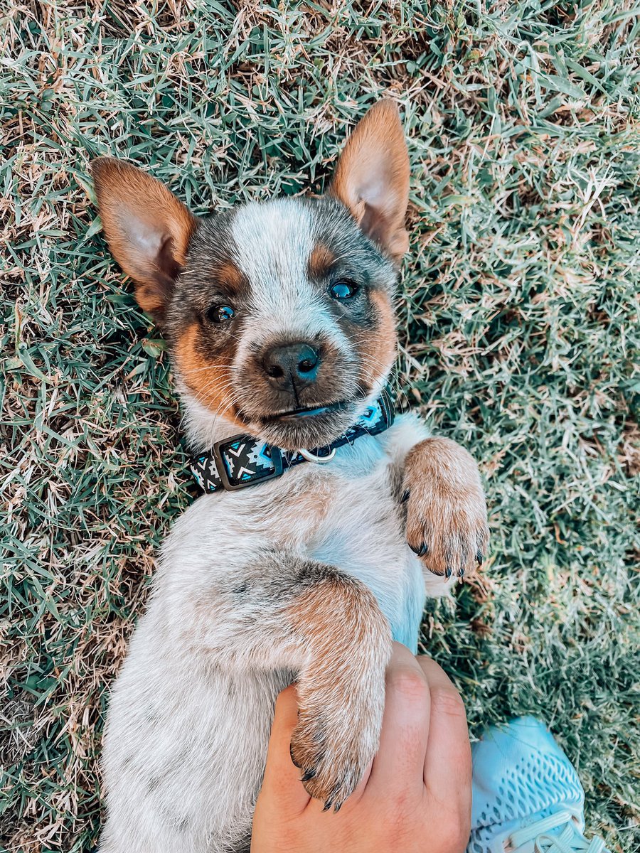 HBelveal's tweet photo. storm &amp; scout 🥺🥺🥺 my heart https://t.co/RpqMGFYcO3